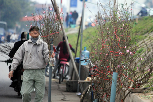 Hoa dừa cạn rủ, hoa dua can ru, hoa Tết, hoa Tet, hạt giống hoa, hoa treo, dạ yến thảo, hoa treo ban công, hoa phong lu, hoa phong lu thao, hoa phong lữ, hoa phong lữ thảo, hạt giống hoa oải hương, bán hạt giống hoa oải hương, hat giong hoa oai huong, hạt giống  chất lượng cao, hat giong hoa , hat giong hoa chat luong cao, hoa trong tham, hoa trong chau,